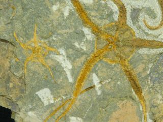 THREE 440 Million Year Old 100 Natural STARFISH Fossils in BIG Matrix 3405gr e 6