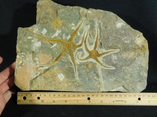 THREE 440 Million Year Old 100 Natural STARFISH Fossils in BIG Matrix 3405gr e 8