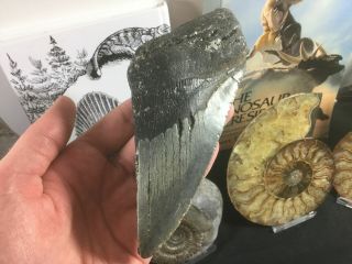 Huge Megalodon Tooth - 6 Inch 26 South Carolina,  Shark Fossil