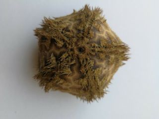 Microcyphus Rousseaui.  Sea Urchin