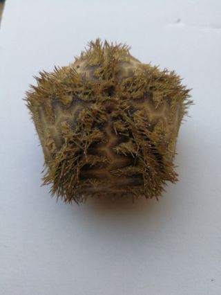Microcyphus rousseaui.  sea urchin 2