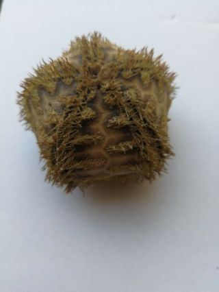 Microcyphus rousseaui.  sea urchin 3