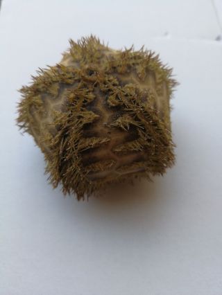Microcyphus rousseaui.  sea urchin 4