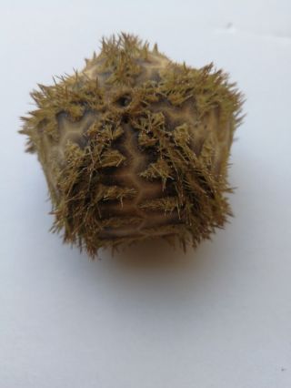 Microcyphus rousseaui.  sea urchin 5