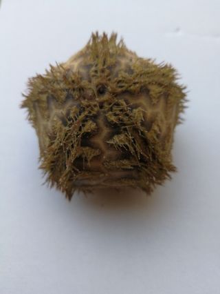 Microcyphus rousseaui.  sea urchin 6