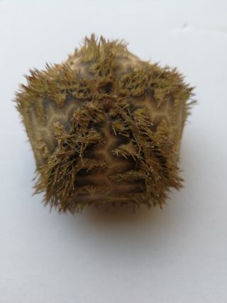 Microcyphus rousseaui.  sea urchin 7