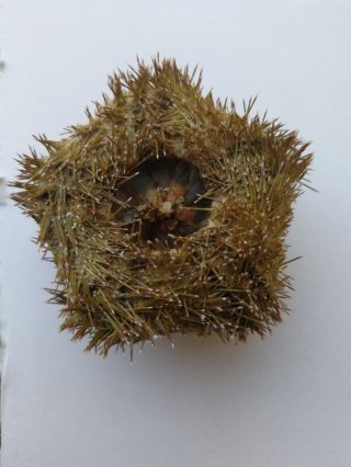 Microcyphus rousseaui.  sea urchin 8