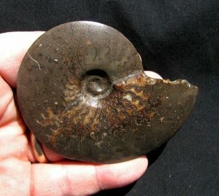 Extinctions -,  Distinct Sphenodiscus Fossil Ammonite From Usa - Fine Detail