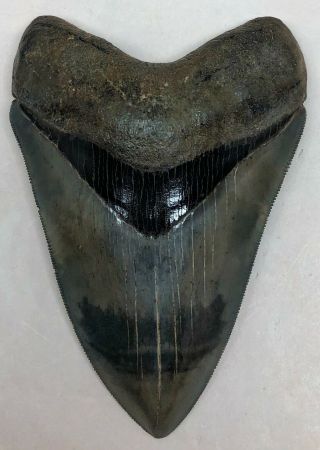 Large Museum Quality Upper Anterior Megalodon Fossil Shark Tooth A Killer Meg
