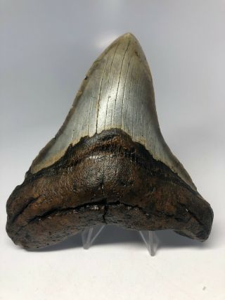 Megalodon Shark Tooth 5.  13” - Wide - Natural Fossil 3960