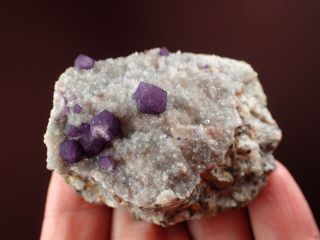 FLUORITE PURPLE DODECAHEDRONS ON QUARTZ RARE LOCALITY Buxieres,  FRANCE 3