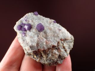 FLUORITE PURPLE DODECAHEDRONS ON QUARTZ RARE LOCALITY Buxieres,  FRANCE 4
