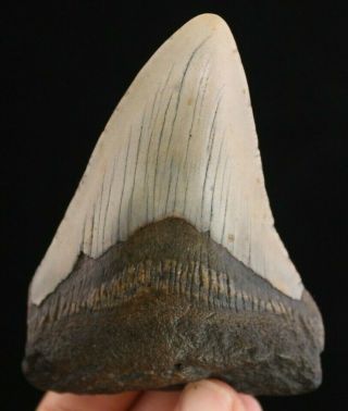 Megalodon Shark Tooth 3.  68 " Extinct Fossil Authentic Not Restored (cg9 - 117)