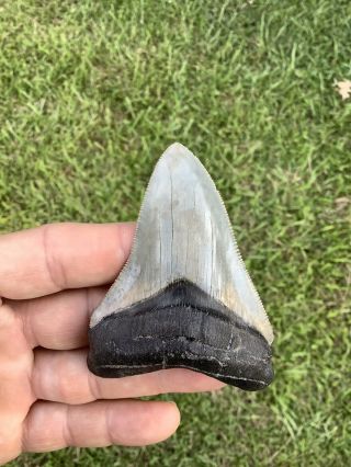 Colorful 3.  29” Chubutensis Fossil Shark Tooth 100 Natural No Restoration