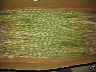 American Indian Sweetgrass 100 Braids Long Fresh 12 Inches,  Braided Discount