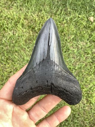 Colorful Serrated 4.  44” Megalodon Shark Tooth 100 Natural - No Restoration.
