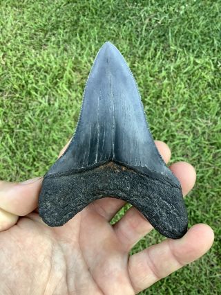 Colorful Serrated 4.  44” Megalodon Shark Tooth 100 natural - NO restoration. 2