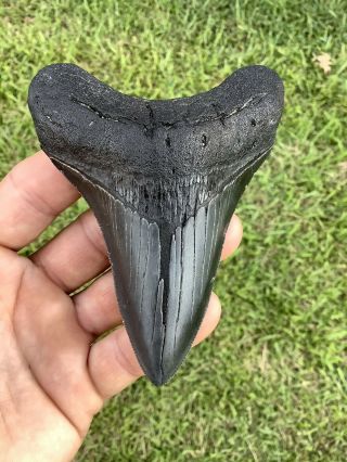 Colorful Serrated 4.  44” Megalodon Shark Tooth 100 natural - NO restoration. 3