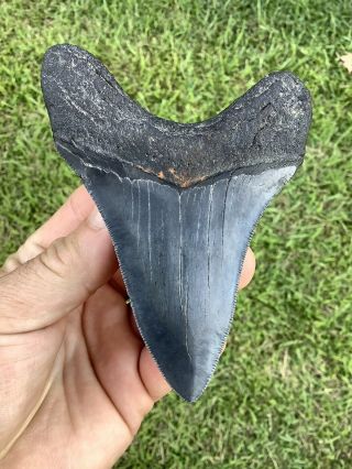 Colorful Serrated 4.  44” Megalodon Shark Tooth 100 natural - NO restoration. 4
