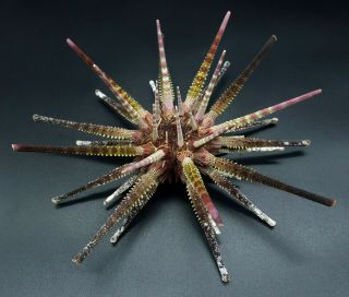 Museum Quality: Prionocidaris Australis 150 Mm Australia Sea Urchin