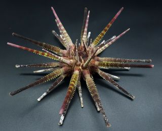 Museum quality: Prionocidaris australis 150 mm Australia sea urchin 2