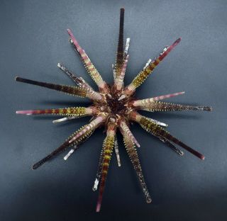 Museum quality: Prionocidaris australis 150 mm Australia sea urchin 3