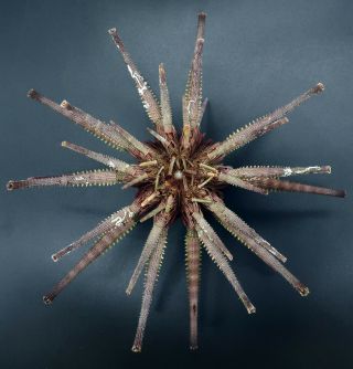 Museum quality: Prionocidaris australis 150 mm Australia sea urchin 4