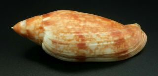 Seldom Seen Voluta Volutoconus Grossi F,  /f,  94.  7 Mm Seashell Australia Ig