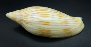 Rare Voluta Cymbiola Intruderi F,  89 Mm Seashell Australia Ig