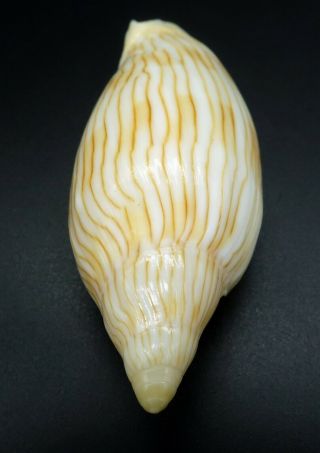 Rare Voluta Cymbiola intruderi F,  89 mm seashell Australia IG 2