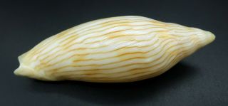 Rare Voluta Cymbiola intruderi F,  89 mm seashell Australia IG 3