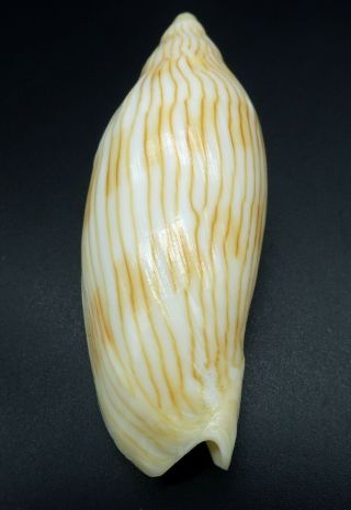 Rare Voluta Cymbiola intruderi F,  89 mm seashell Australia IG 4
