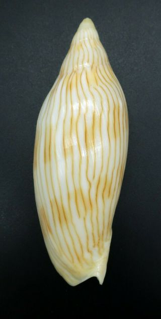 Rare Voluta Cymbiola intruderi F,  89 mm seashell Australia IG 5