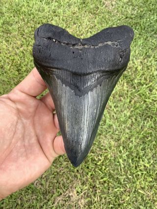 Black Serrated 5.  20” Megalodon Shark Tooth 100 Natural - No Restoration.