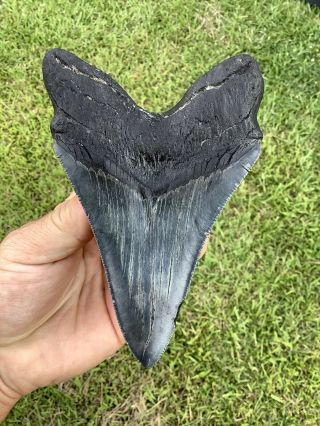 Black Serrated 5.  20” Megalodon Shark Tooth 100 natural - NO restoration. 2