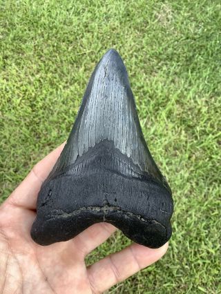 Black Serrated 5.  20” Megalodon Shark Tooth 100 natural - NO restoration. 3