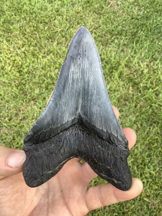 Black Serrated 5.  20” Megalodon Shark Tooth 100 natural - NO restoration. 4