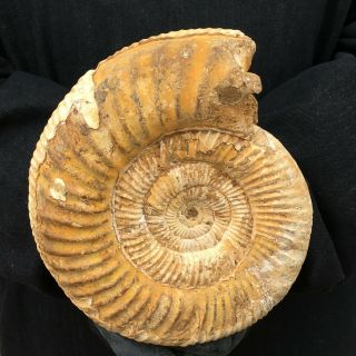 5.  1lb Paleontology Mollusk Ammonites Fossil Crystal Mineral Specimen T026