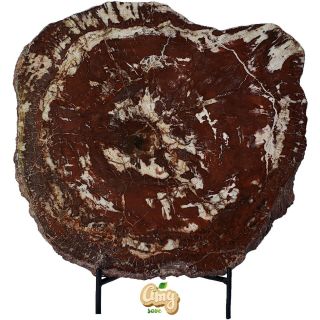 Amysave: Great Petrified Wood Slab Specimen From India 6 Lb 13 Oz