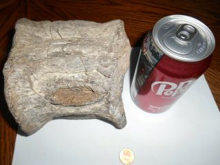 PLESIOSAUR VERTEBRAE HUGE Dinosaur era MARINE REPTILE fossil TEXAS 2