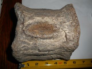 PLESIOSAUR VERTEBRAE HUGE Dinosaur era MARINE REPTILE fossil TEXAS 6