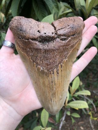 Huge Massive 6.  20” Megalodon Tooth Fossil Shark Teeth Weighs Over 1 Pound 11