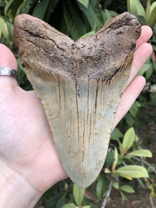 Huge Massive 6.  20” Megalodon Tooth Fossil Shark Teeth Weighs Over 1 Pound 12