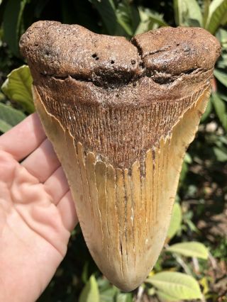 Huge Massive 6.  20” Megalodon Tooth Fossil Shark Teeth Weighs Over 1 Pound