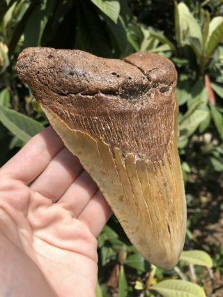 Huge Massive 6.  20” Megalodon Tooth Fossil Shark Teeth Weighs Over 1 Pound 2