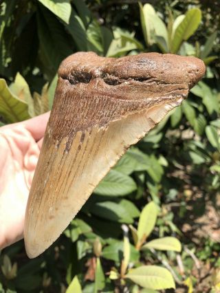 Huge Massive 6.  20” Megalodon Tooth Fossil Shark Teeth Weighs Over 1 Pound 3