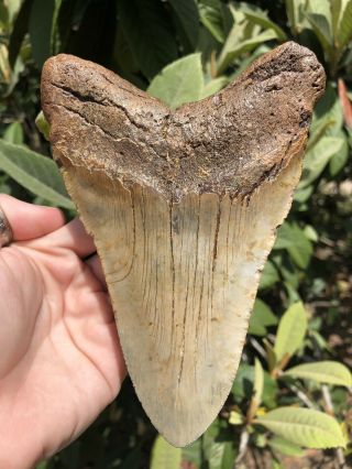 Huge Massive 6.  20” Megalodon Tooth Fossil Shark Teeth Weighs Over 1 Pound 4