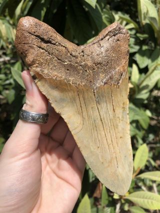 Huge Massive 6.  20” Megalodon Tooth Fossil Shark Teeth Weighs Over 1 Pound 5