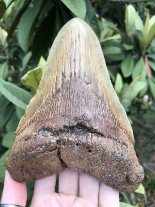 Huge Massive 6.  20” Megalodon Tooth Fossil Shark Teeth Weighs Over 1 Pound 7