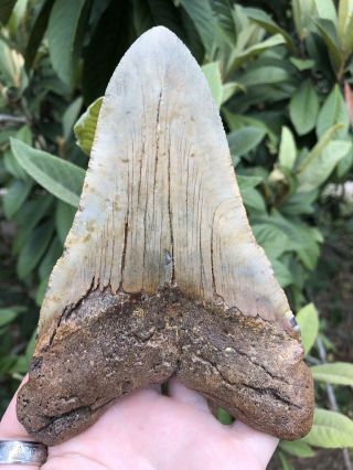 Huge Massive 6.  20” Megalodon Tooth Fossil Shark Teeth Weighs Over 1 Pound 8